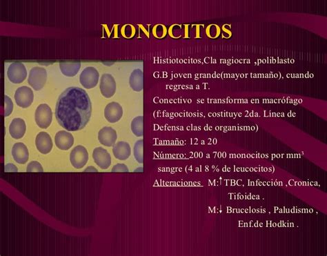 monocitos altos